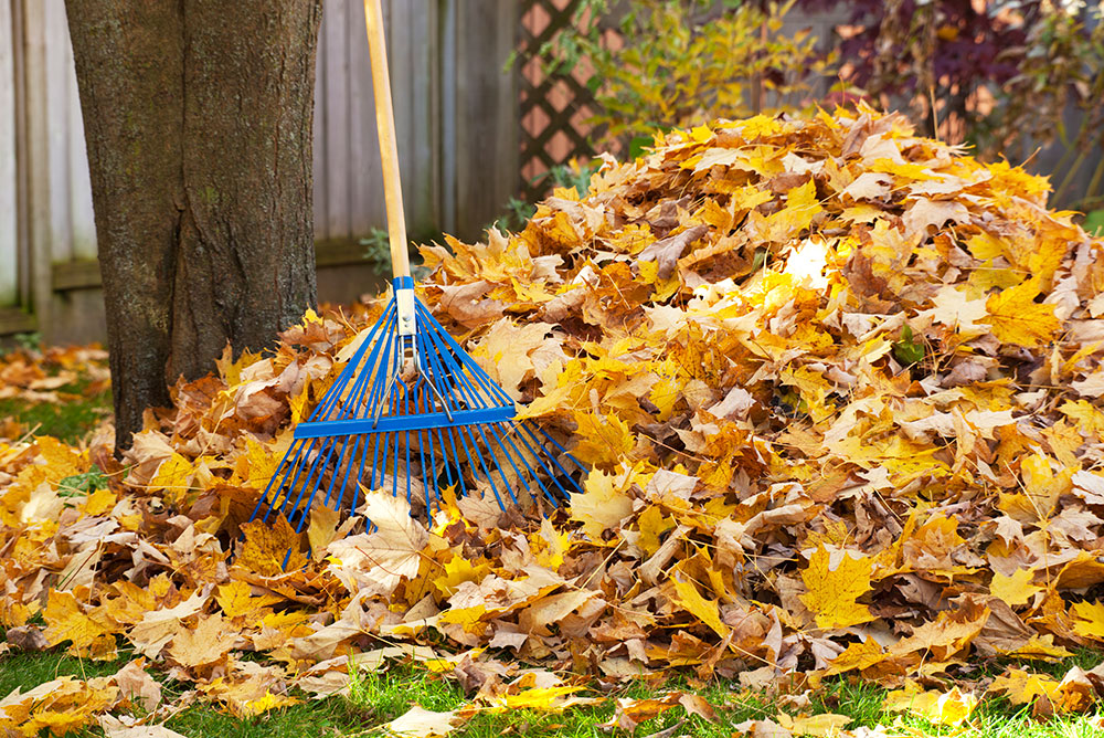 Ramassage de feuilles